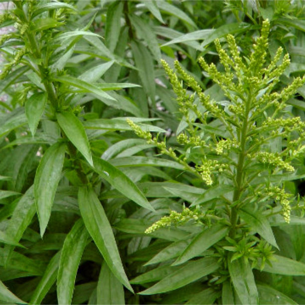 Goldenrod Leaves