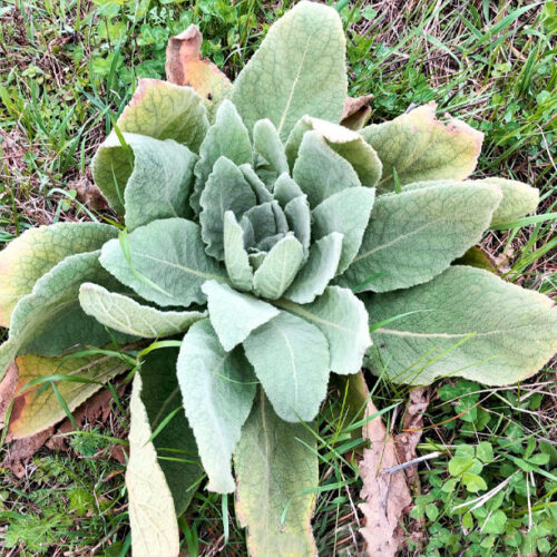 Foraging Mullein – Keeping It Riel