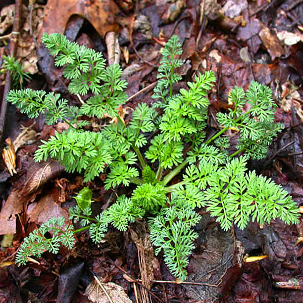 Foraging Queen Anne’s Lace – Keeping It Riel