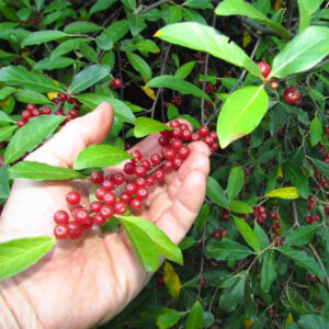 Autumn Olive; Autumn Olive berries