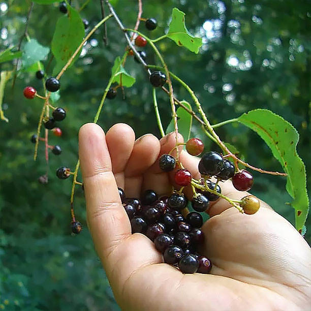 black cherries; wild cherries