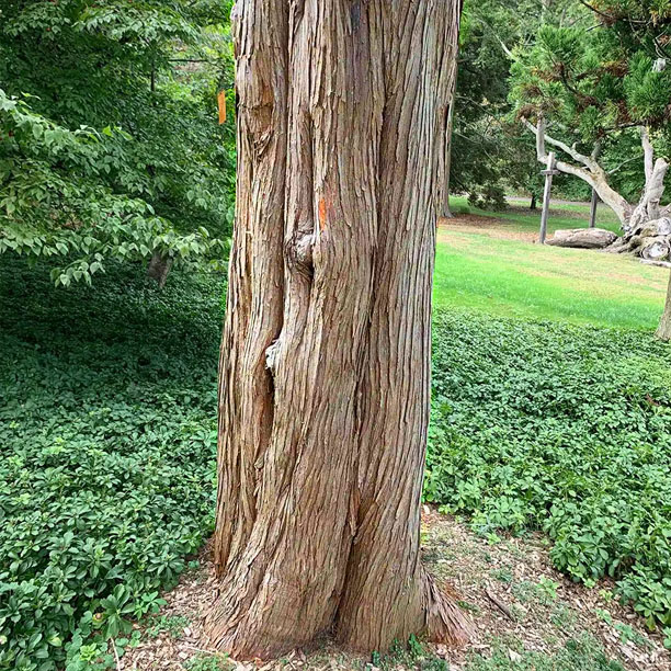 cedar bark