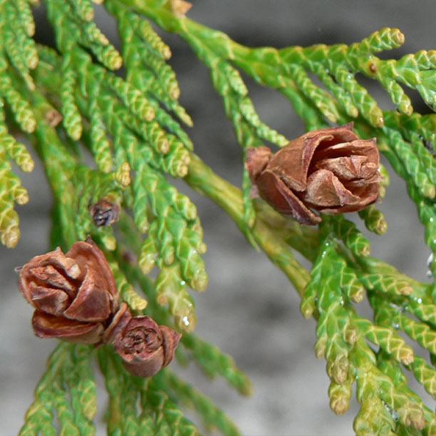 cedar cones