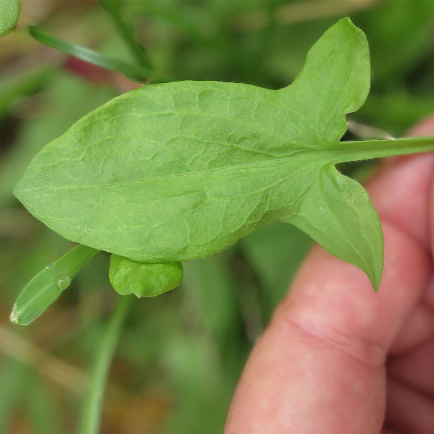 sheep sorrel; sorrel; sorrel leaf