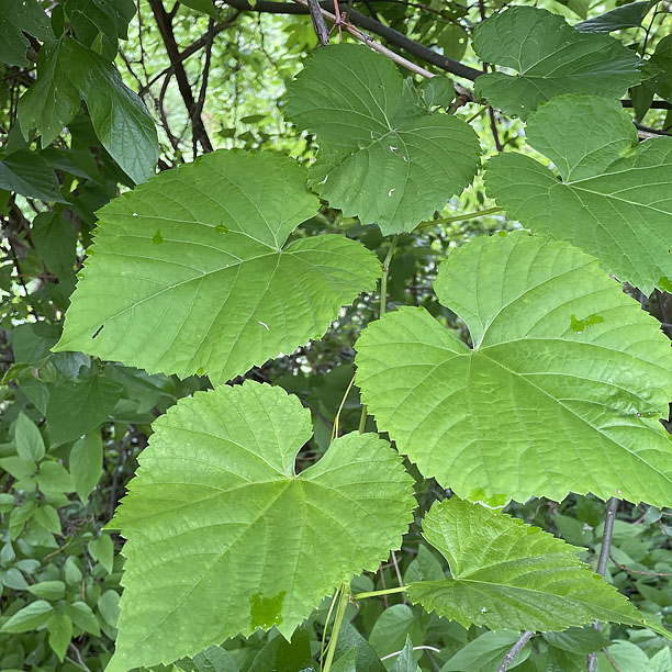 grape leaves