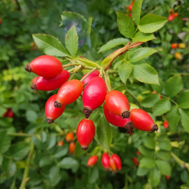 rose hips; wild rose