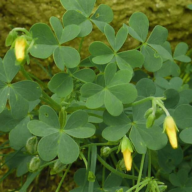 wood sorrel; sorrel; sorrel buds