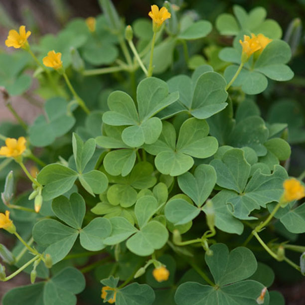 wood sorrel; sorrel; sorrel flowers