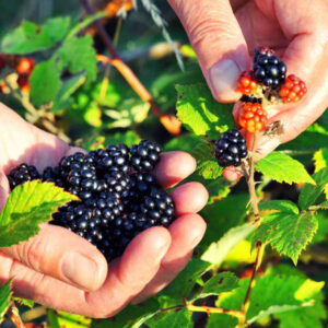 foraging for berries