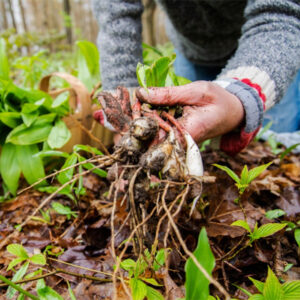 ramps, foraging