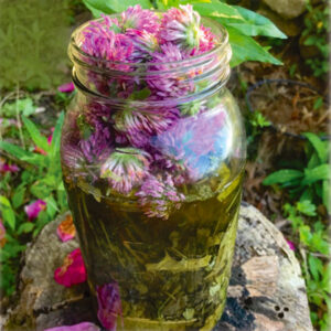 red clover, tincture