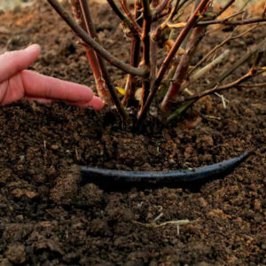 overwinter potted plants by burying