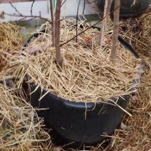 overwinter potted plants with straw